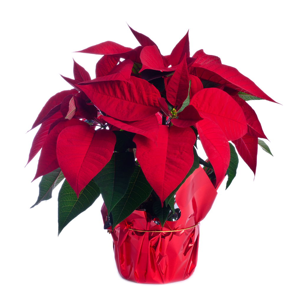 pointsettia_1
