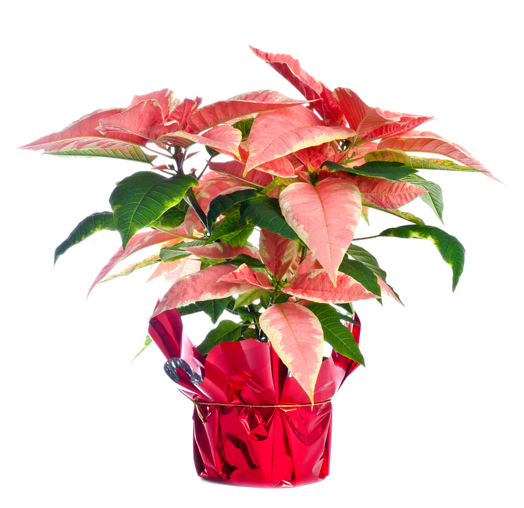 pointsettia_2