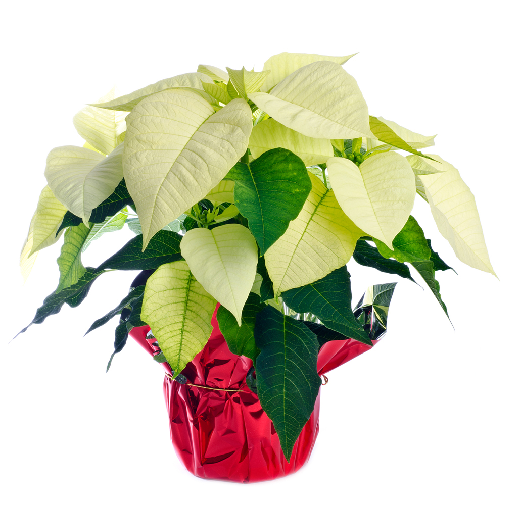 pointsettia_3