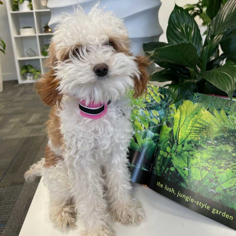 Photo of Doll, Office Mascot Greenery Office Interiors