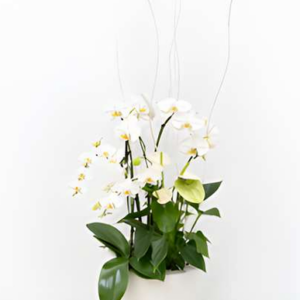Pure Grace Orchid Planter