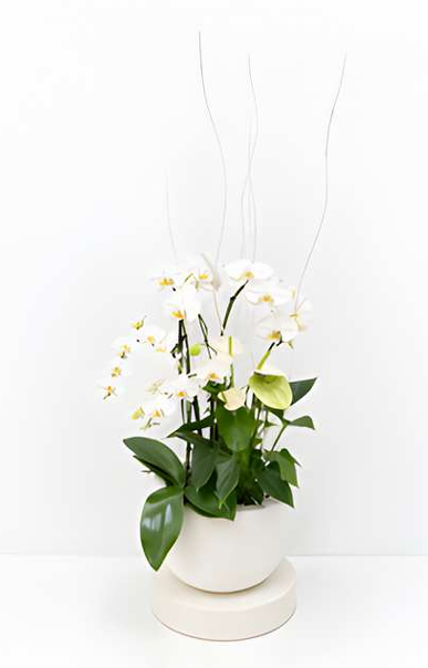 Pure Grace Orchid Planter