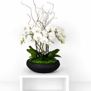 Zen Orchid Garden Bowl