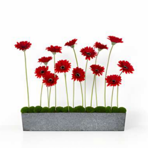 Scarlet Stemline Arrangement